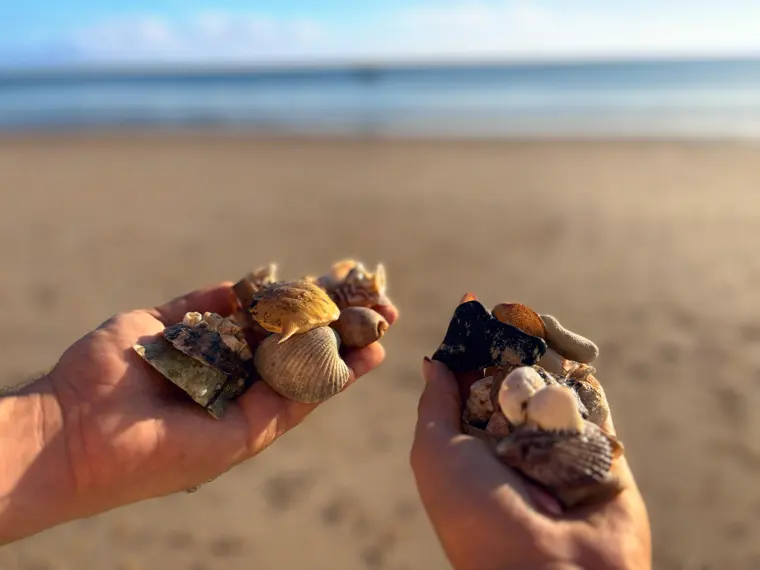 Shells gathered on a morning walk