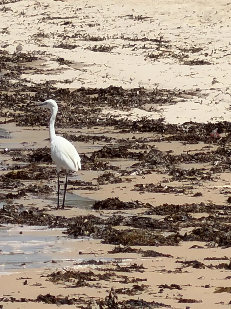 An egret hunting along the tideline
