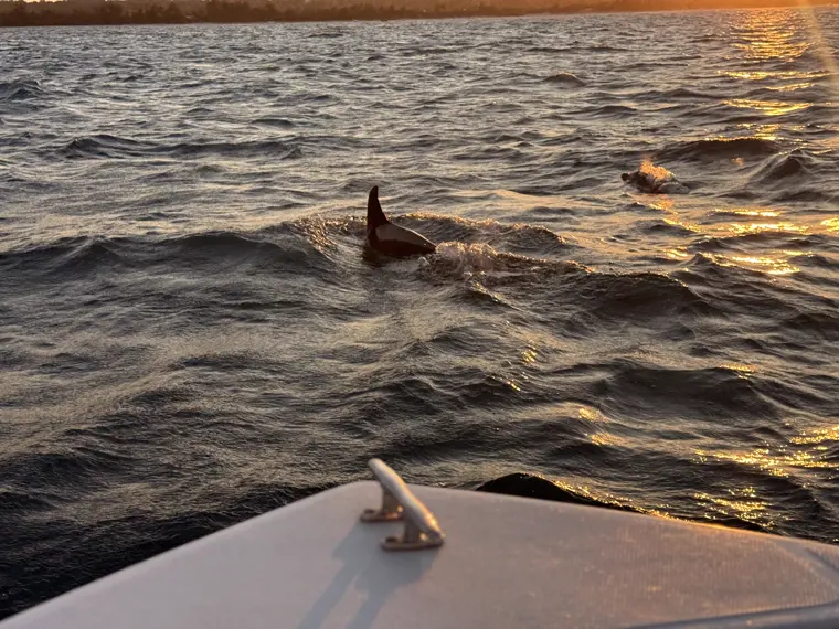 A fin cutting the water at dawn