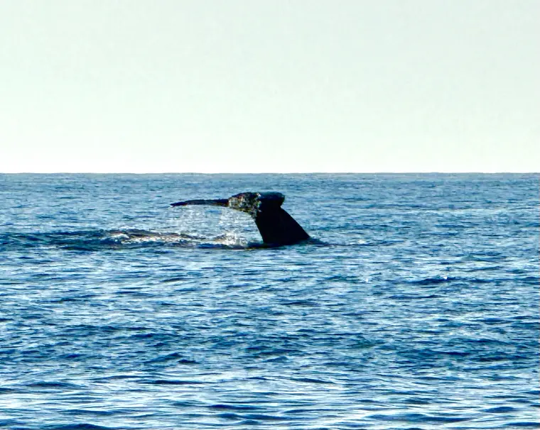 A whale tail breaking the surface offshore