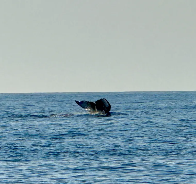 A whale breaching on the horizon