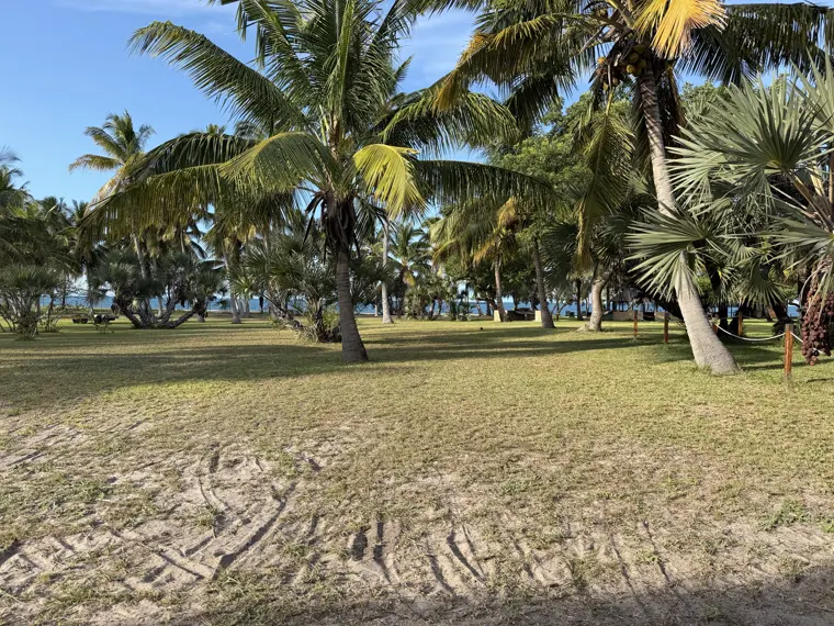 Palms over the Bon Espoir grounds