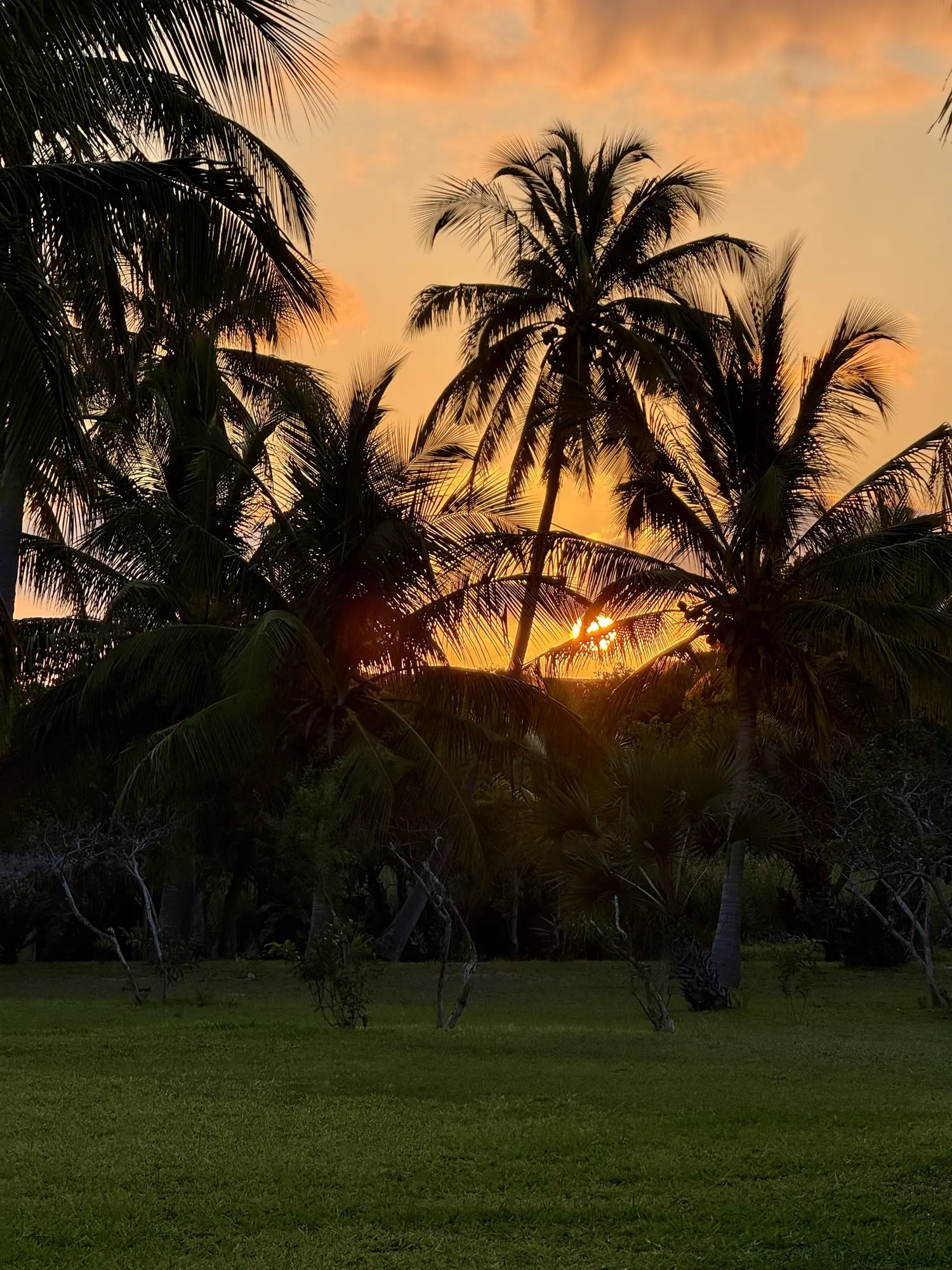 Sunset through the palms at Bon Espoir