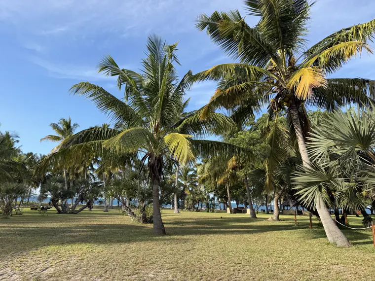 Palms over the open lawns