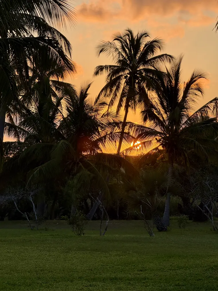 Sunset burning through the palms