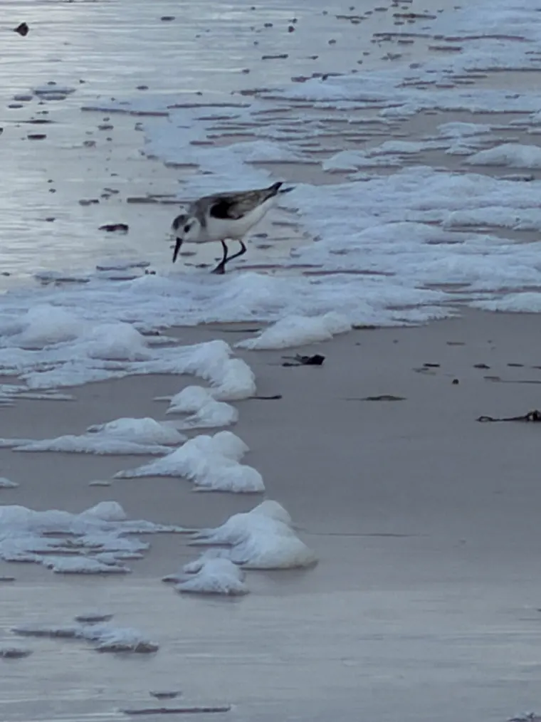 A sandpiper at the waterline
