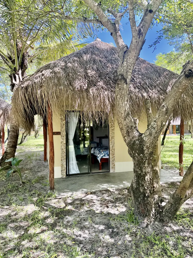 Sala One beneath its tree